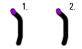 Homozygous genes