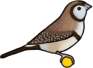 Fawn White rumped